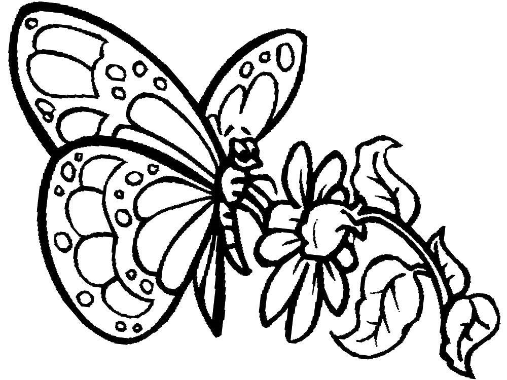 Бабочка на цветке раскраска распечатать - скачать