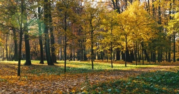 Золотая осень с животными картинки и фото012