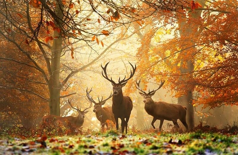 Золотая осень с животными картинки и фото013