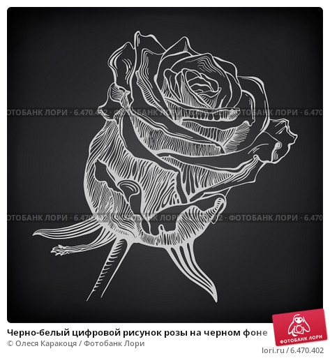 Картинка на черном фоне роза   рисунки008