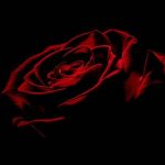 Картинка на черном фоне роза   рисунки018