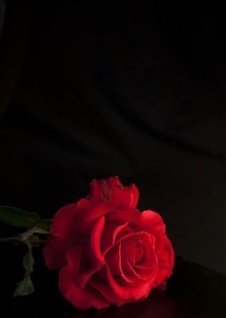Картинка розы на черном фоне и фото001
