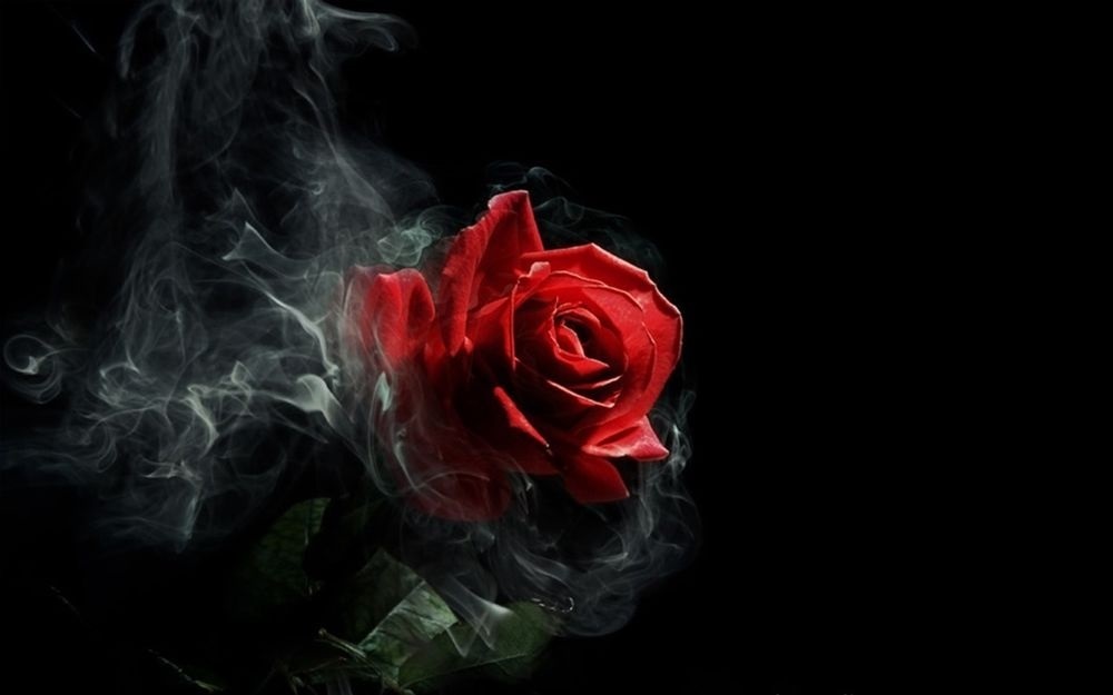 Картинка розы на черном фоне и фото002