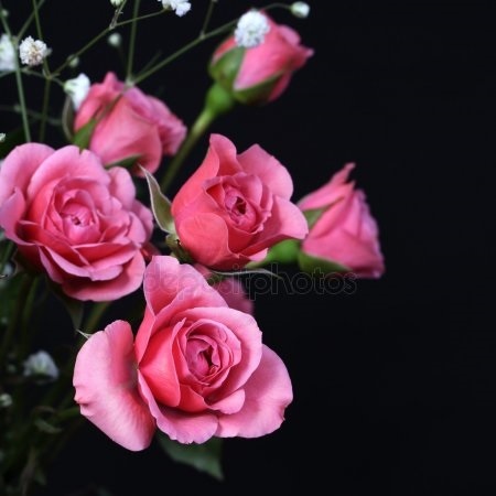 Картинка розы на черном фоне и фото003