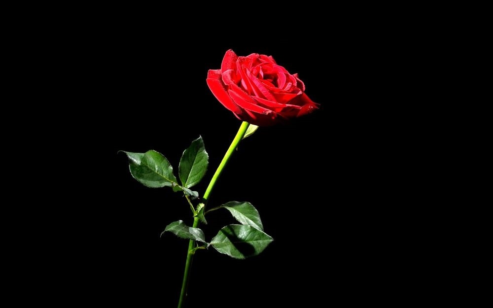 Картинка розы на черном фоне и фото004