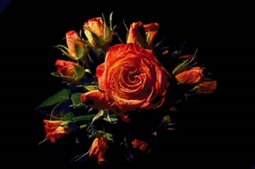 Картинка розы на черном фоне и фото006