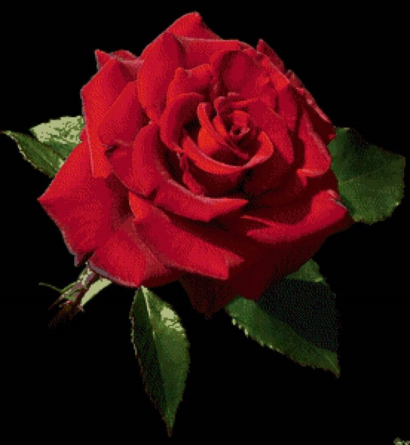 Картинка розы на черном фоне и фото008