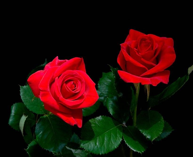 Картинка розы на черном фоне и фото009
