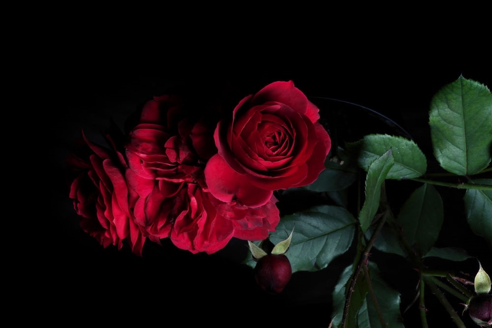 Картинка розы на черном фоне и фото010