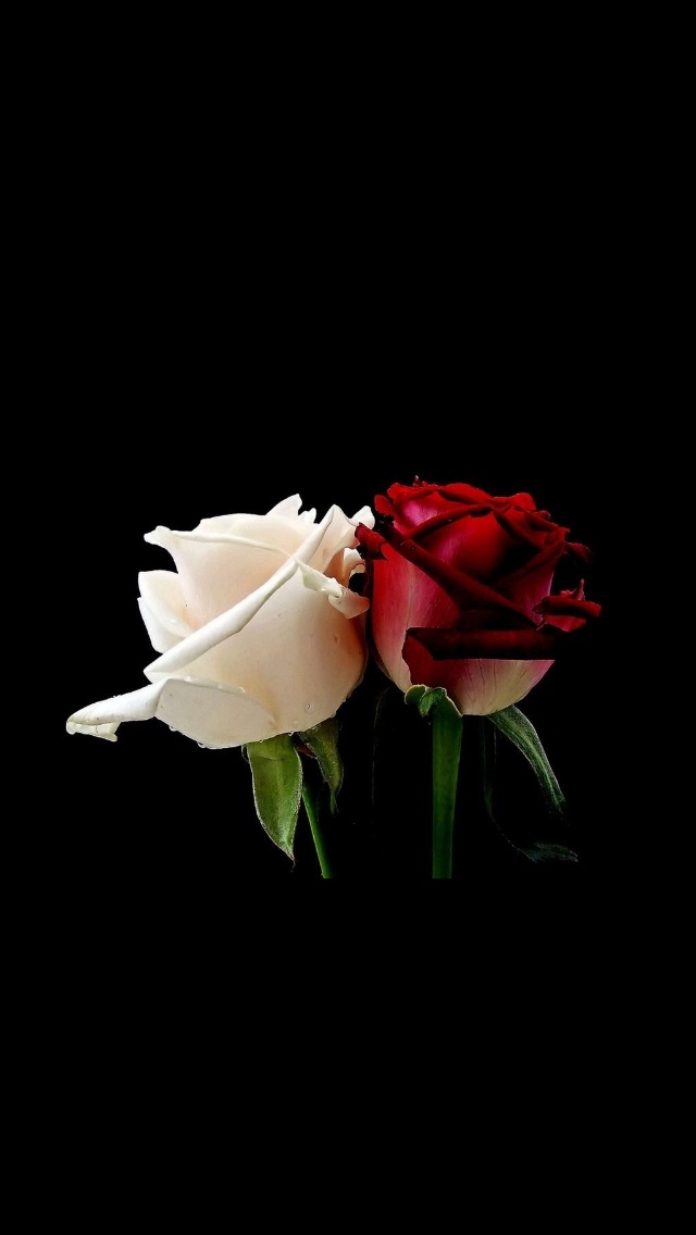 Картинка розы на черном фоне и фото015