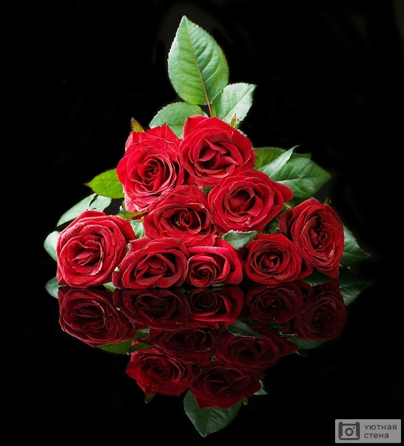 Картинка розы на черном фоне и фото016
