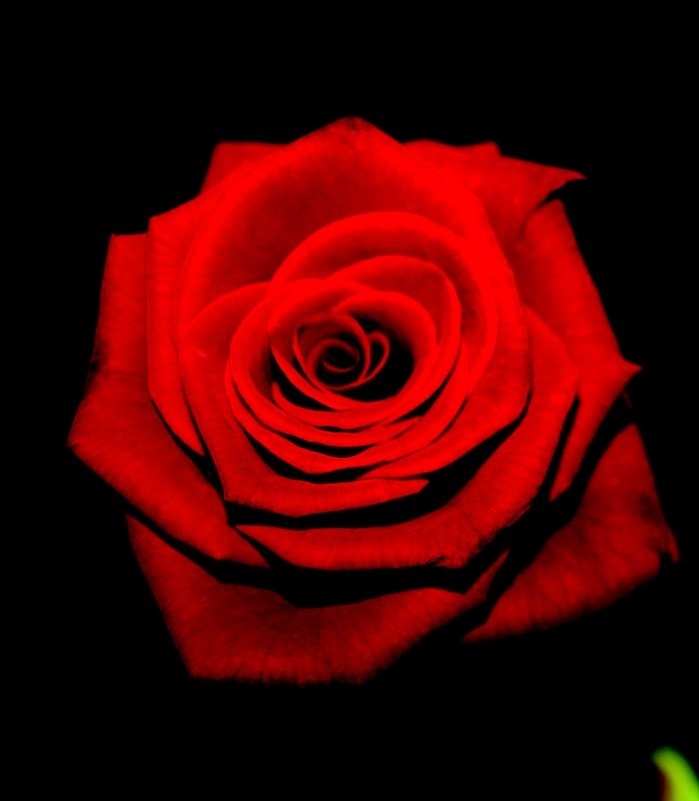 Картинка розы на черном фоне и фото025
