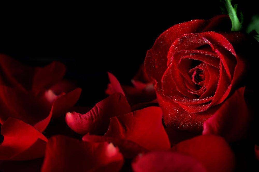 Картинка розы на черном фоне и фото026