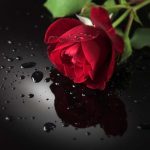 Картинка розы на черном фоне и фото027