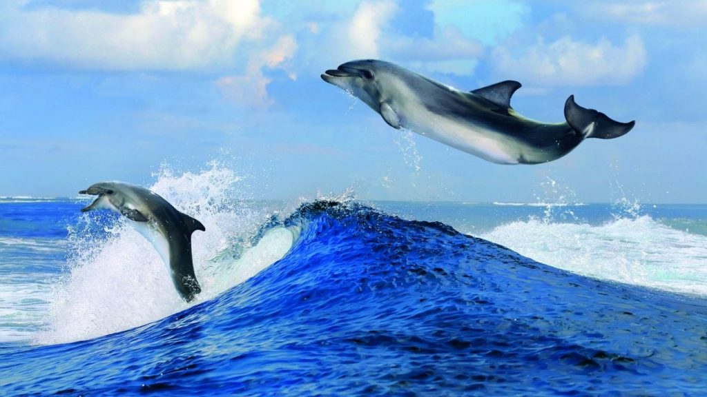 Картинки на рабочий стол дельфины на море