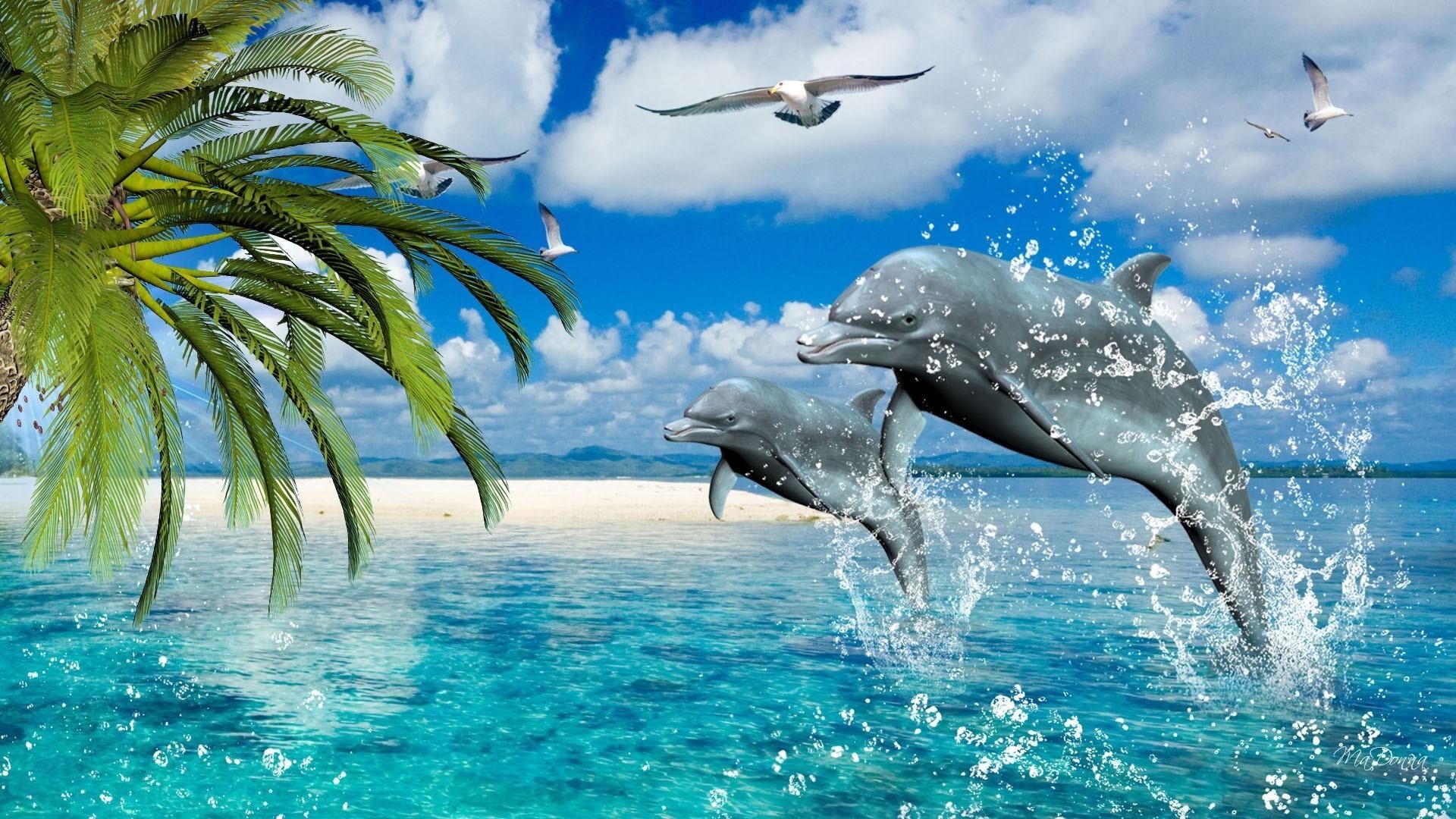 Картинки дельфины в море на рабочий стол020