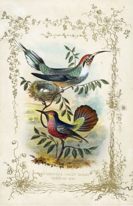 Картинки для декупажа с птицами   красивые004
