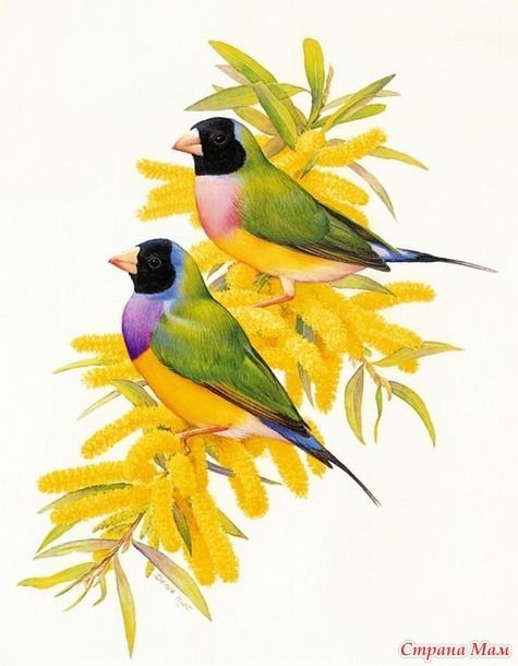Картинки для декупажа с птицами   красивые013