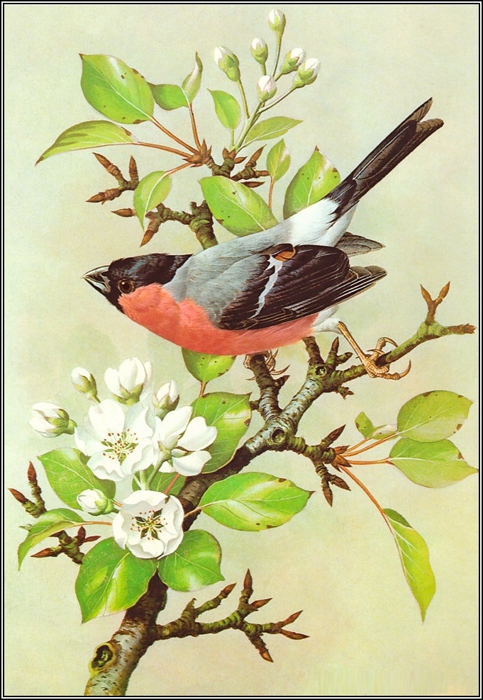 Картинки для декупажа с птицами   красивые016