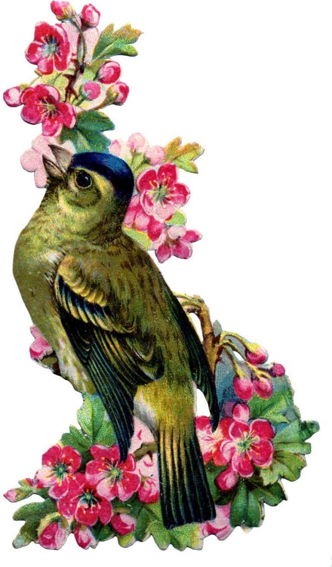 Картинки для декупажа с птицами   красивые017