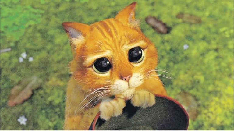 Фото кота из шрека с большими глазами виновными