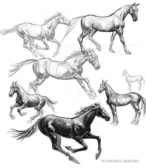 Картинки лошади для срисовки карандашом   подборка005