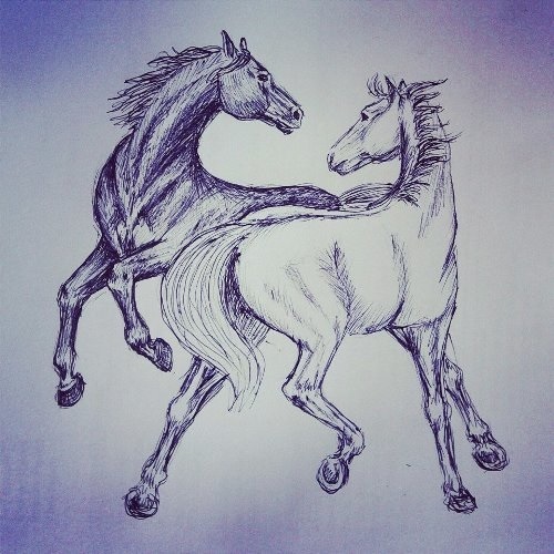 Картинки лошади для срисовки карандашом   подборка006