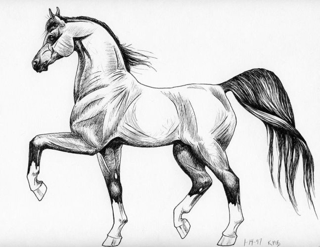 Картинки лошади для срисовки карандашом   подборка010