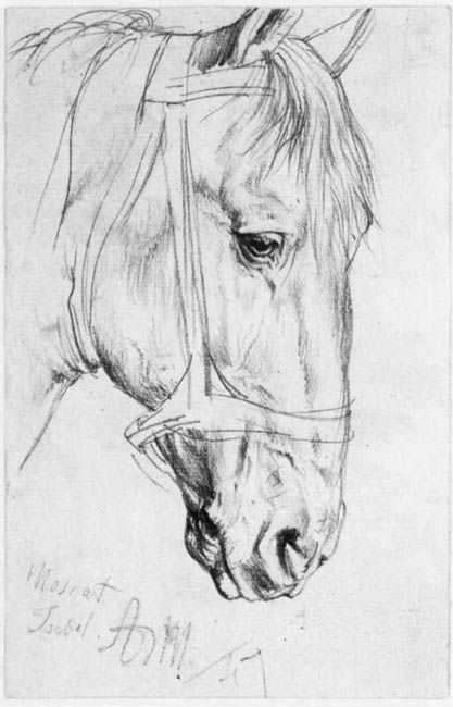 Картинки лошади для срисовки карандашом   подборка012