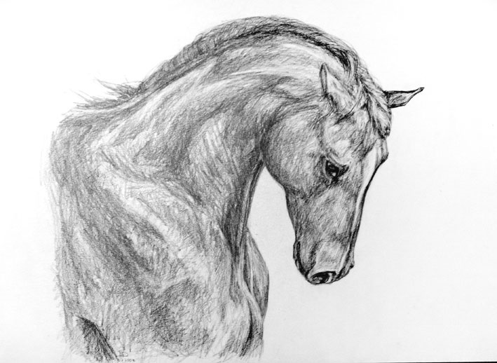 Картинки лошади для срисовки карандашом   подборка015