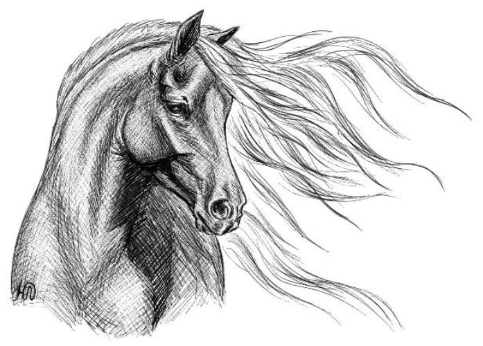 Картинки лошади для срисовки карандашом   подборка017