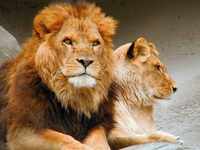 Картинки львов с надписями   красивые фото010