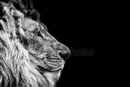 Картинки львов с надписями   красивые фото011