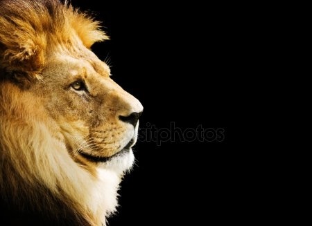 Картинки львов с надписями   красивые фото013