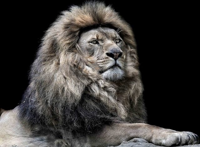 Картинки львов с надписями   красивые фото021