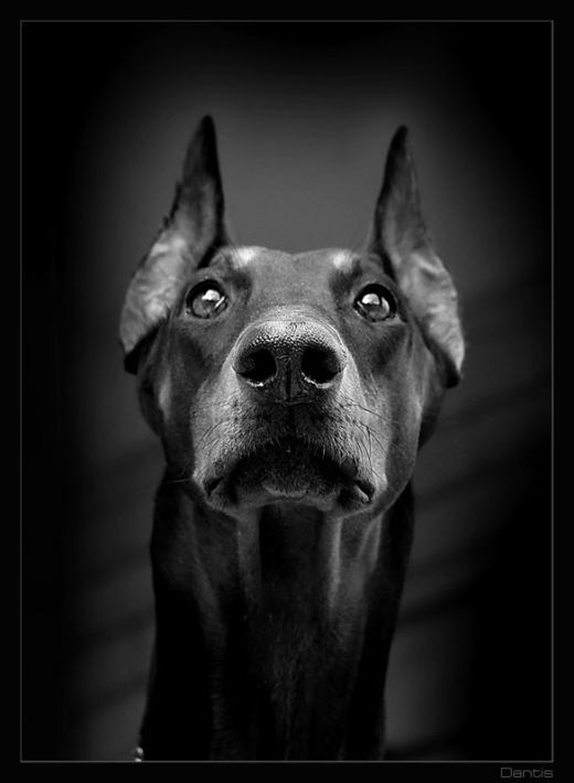 Картинки собаки черно белые и фото021