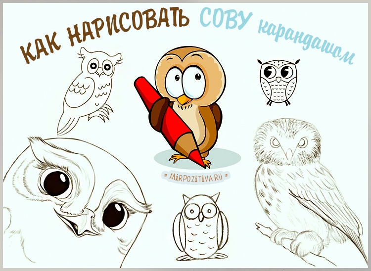 Картинки совы для детей нарисованные   карандашом014