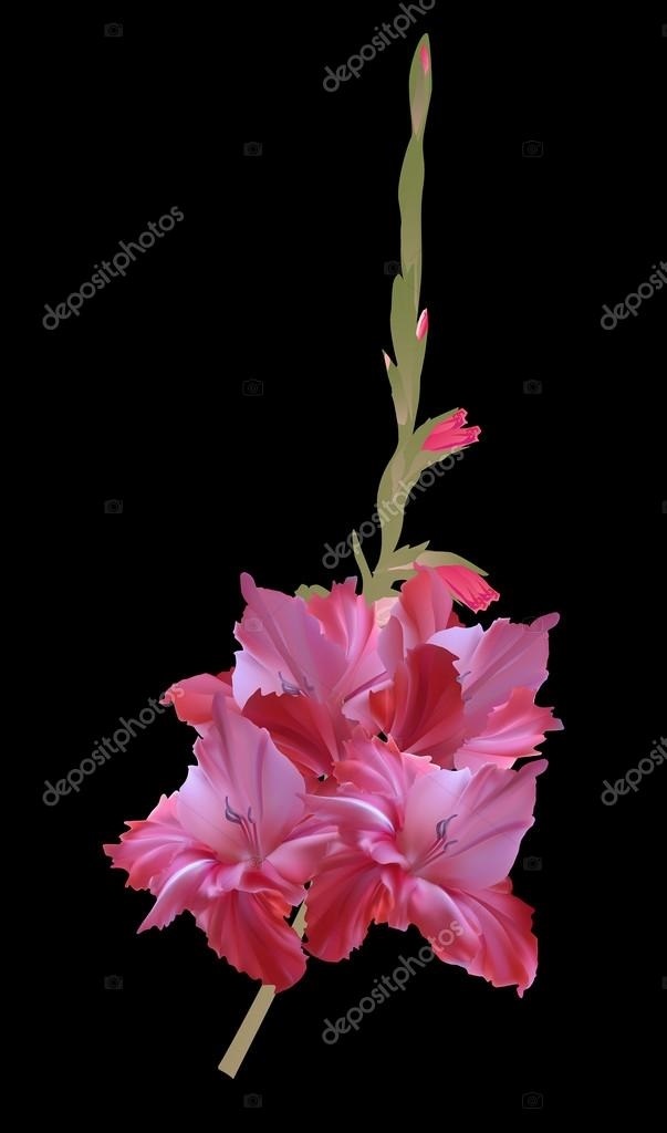 Картинки цветы гладиолусы скачать бесплатно   красивые фото002