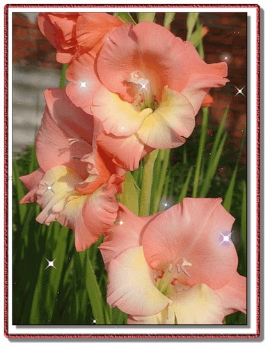 Картинки цветы гладиолусы скачать бесплатно   красивые фото005