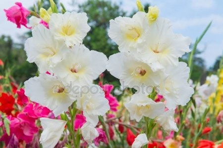 Картинки цветы гладиолусы скачать бесплатно   красивые фото007