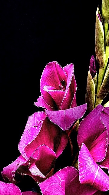 Картинки цветы гладиолусы скачать бесплатно   красивые фото012