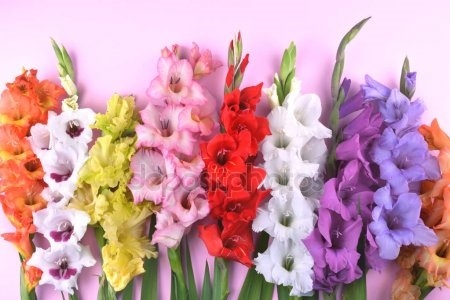 Картинки цветы гладиолусы скачать бесплатно   красивые фото022