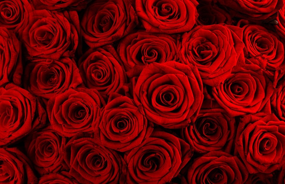 Красные розы скачать картинку   фото классны014