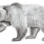 Медведь бурый картинки для детей   рисунки017