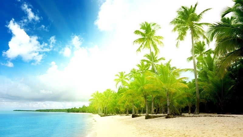 Море пальмы картинка   красивые фото003
