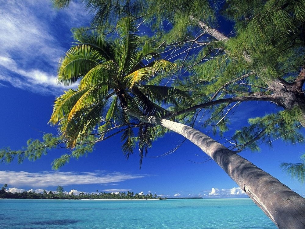 Море пальмы картинка   красивые фото008