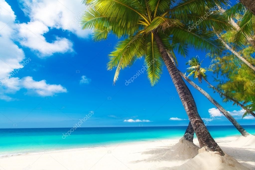 Море пальмы картинка   красивые фото016
