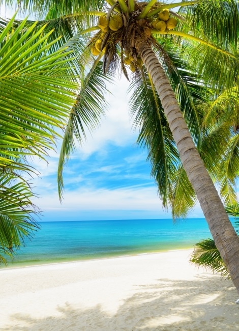 Море пальмы картинка   красивые фото022