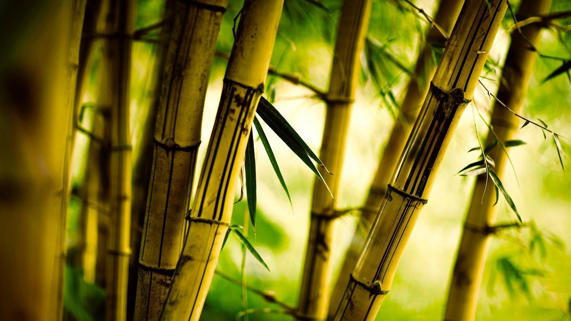 Обои бамбук для рабочего стола — лучшие изображения012