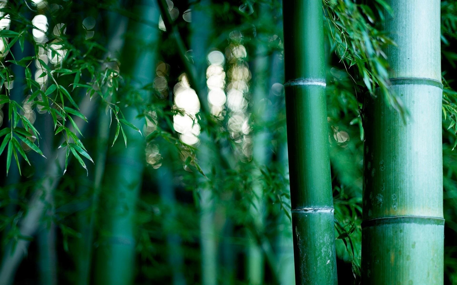 Обои для рабочего стола бамбук — лучшие изображения005